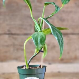 Silver Stripe Pothos (Epipremnum pinnatum 'Silver Stripe') with soft silver and green variegated leaves in nursery pot – exact plant from Rare Root Plant Co.