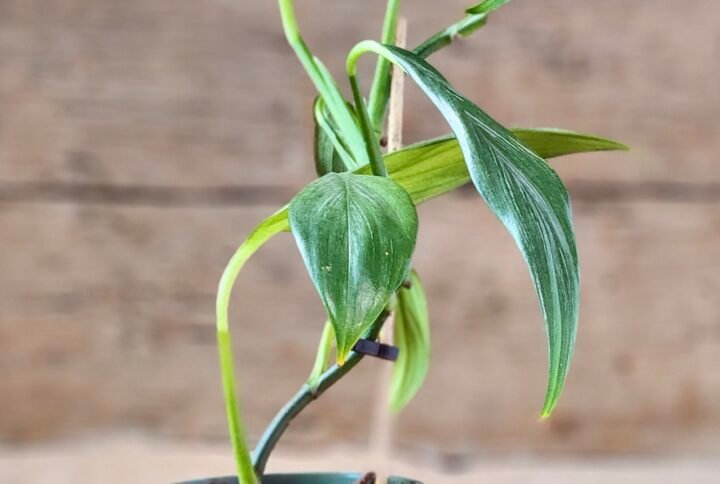 Silver Stripe Pothos (Epipremnum pinnatum 'Silver Stripe') with soft silver and green variegated leaves in nursery pot – exact plant from Rare Root Plant Co.