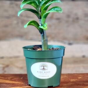 Dwarf ZZ Plant (Zamioculcas zamiifolia 'Zenzi') with compact glossy green foliage in nursery pot – exact plant from Rare Root Plant Co.