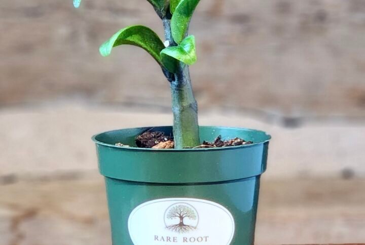 Dwarf ZZ Plant (Zamioculcas zamiifolia 'Zenzi') with compact glossy green foliage in nursery pot – exact plant from Rare Root Plant Co.