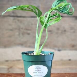 Swiss Cheese Plant (Monstera adansonii) with trailing vines and naturally fenestrated green leaves in nursery pot – exact plant from Rare Root Plant Co.