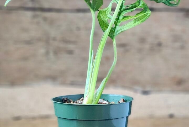 Swiss Cheese Plant (Monstera adansonii) with trailing vines and naturally fenestrated green leaves in nursery pot – exact plant from Rare Root Plant Co.
