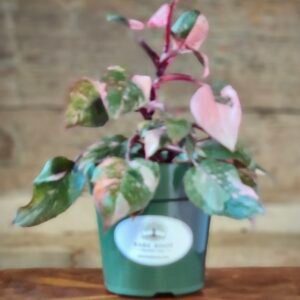 Philodendron Pink Princess Marble with deep green leaves featuring soft pink and cream marbled variegation in nursery pot – exact plant from Rare Root Plant Co.