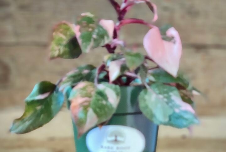 Philodendron Pink Princess Marble with deep green leaves featuring soft pink and cream marbled variegation in nursery pot – exact plant from Rare Root Plant Co.
