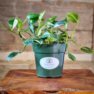 Philodendron White Princess with glossy green leaves and striking white variegation in nursery pot – exact plant from Rare Root Plant Co.