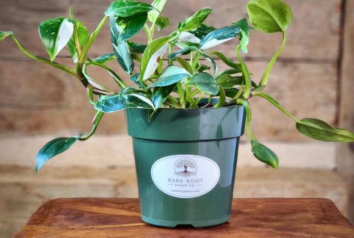 Philodendron White Princess with glossy green leaves and striking white variegation in nursery pot – exact plant from Rare Root Plant Co.