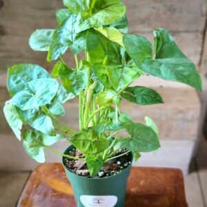 Close-up of Arrowhead Plant foliage showing healthy green leaves and natural growth habit – exact plant available from Rare Root Plant Co.