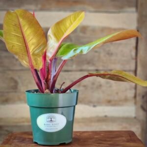 Philodendron Prince of Orange with vibrant orange new leaves and glossy green mature foliage in nursery pot – exact plant from Rare Root Plant Co.