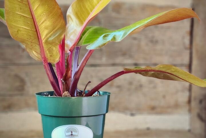 Philodendron Prince of Orange with vibrant orange new leaves and glossy green mature foliage in nursery pot – exact plant from Rare Root Plant Co.